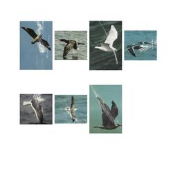 Loon