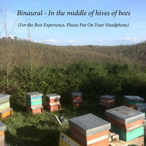 Binaural: In the Middle of Hives of Bees