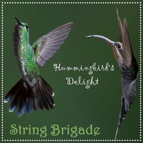Hummingbird's Delight - Single