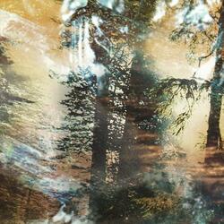 Mirror Forest/Mirror Ocean