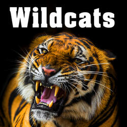 Cougar Growls