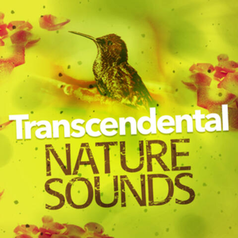 Transcendental Nature Sounds