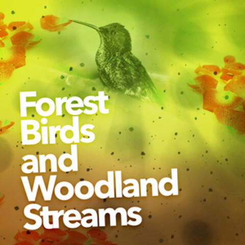 Forest Birds and Woodland Streams
