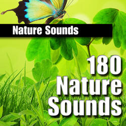 Robin Bird Calls Sound Effects