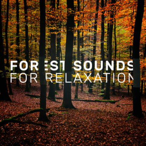 Forest Sounds for Relaxation