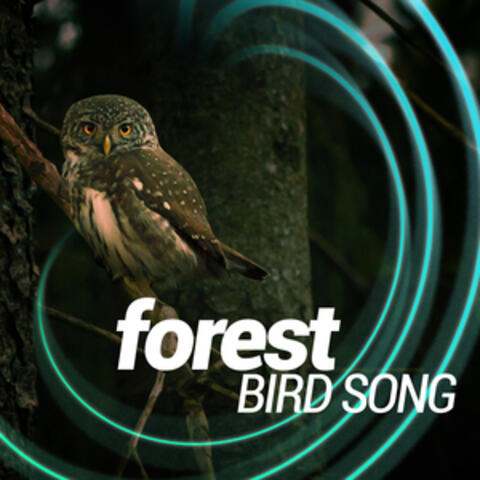 Forest Bird Song