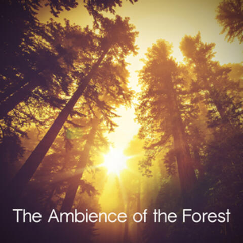 The Ambience of the Forest