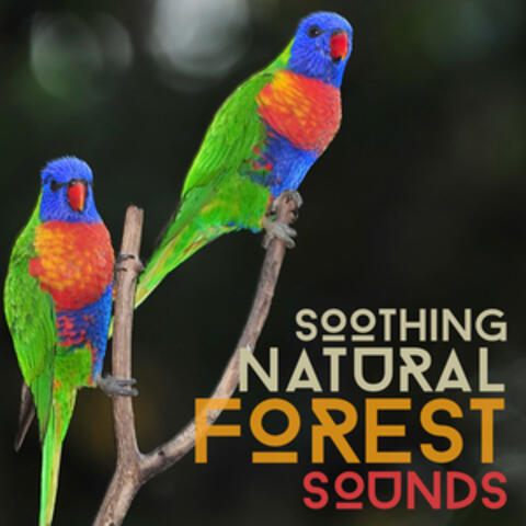 Soothing Natural Forest Sounds