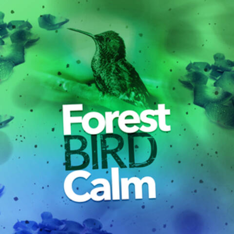 Forest Bird Calm