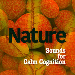 The Sound of Birds