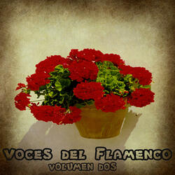 Siete Vidas