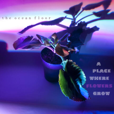 A Place Where Flowers Grow