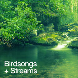 Weal Birds
