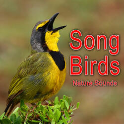 Blackbird Singing in the Forest with Light Wind in Background