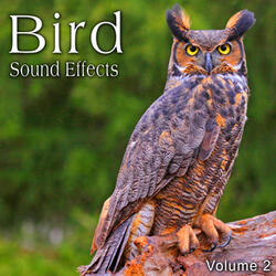 Bell's Vireo Chirps