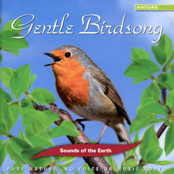 Gentle Birdsong