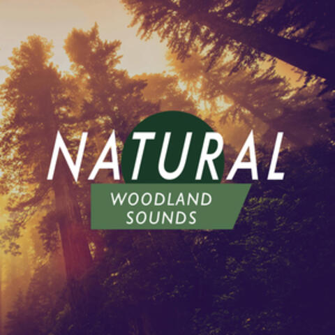 Natural Woodland Sounds