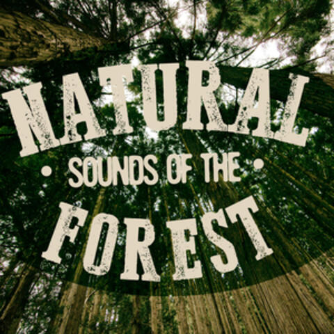 Natural Sounds of the Forest