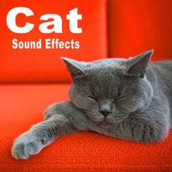 Sad Moaning Meow from a Domestic Cat, Close Perspective Take 1