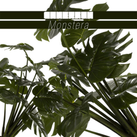 Monstera