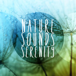 Nocturne No. 8 in D-Flat Major, Op. 27 No. 2
