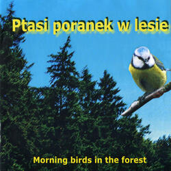 Birds in the morning at forest's edge