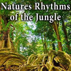 Jungle Sounds from the Amazon for Natural Relaxation and Calm Thoughts