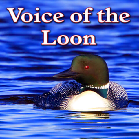 Voice of the Loon (Environment Series)