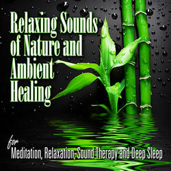 In the Swamp at Night with Frogs and Insects for Deep Meditation and Self Awareness