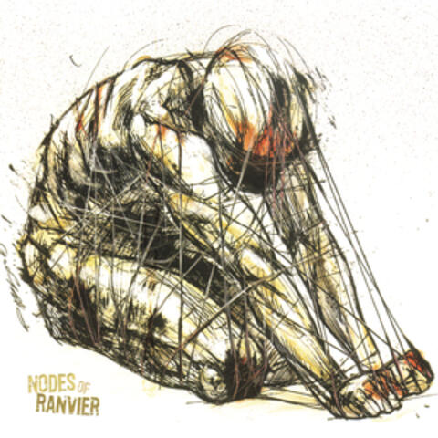 Nodes of Ranvier