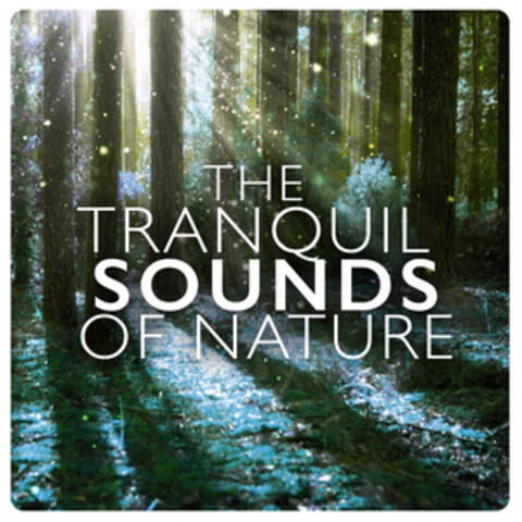 The Tranquil Sounds of Nature