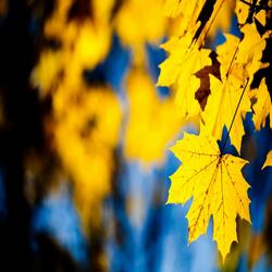 Yellow Leaves