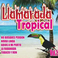 Solo Amante