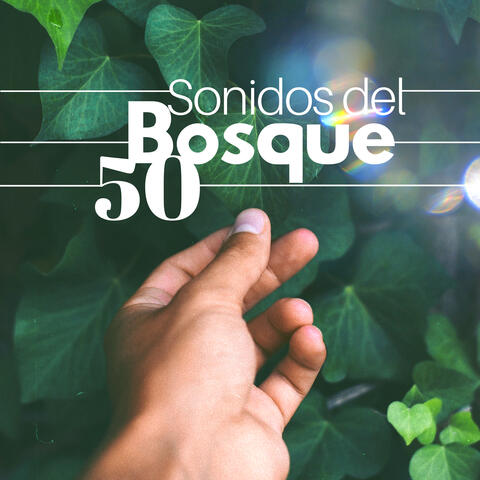50 Sonidos del Bosque - Sonidos de la Naturaleza y Música Relajante New Age