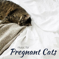 Music for Pregnant Cats