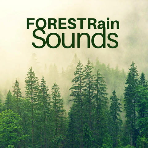 Forest Rain Sounds for Sleeping or Studying | 2 Hours