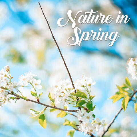 Nature in Spring: Sounds of Nature, Birds, Water and Rain, Animals, Soothing Music with Piano Melodies