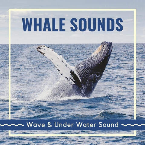 Whale Sounds - Wave & Under Water Sound