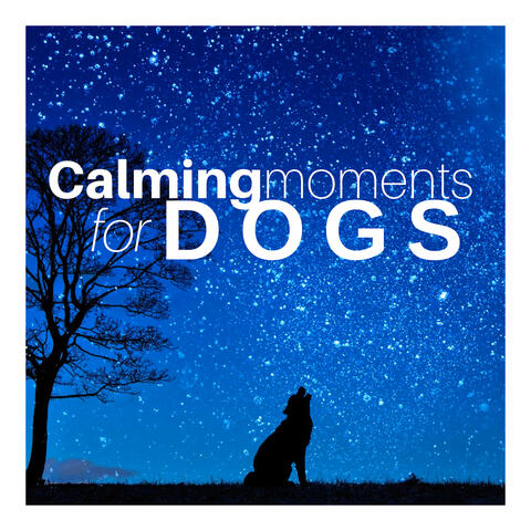 Calming Moments for Dogs - Home Anxiety Separation Relief