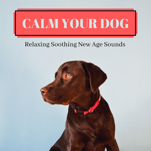 Calm Your Dog: Relaxing Soothing New Age Sounds
