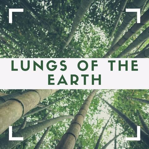 Forests Fall 2019 - Anthem for the Amazon, Tropical Rainforests Sounds