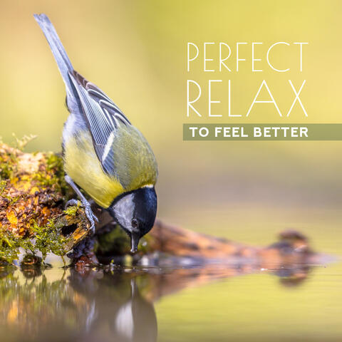 Perfect Relax to Feel Better: Sounds Birds, Forest, Wind & Water, Good Mind & Emotions, Positive Thinking, Start the Day