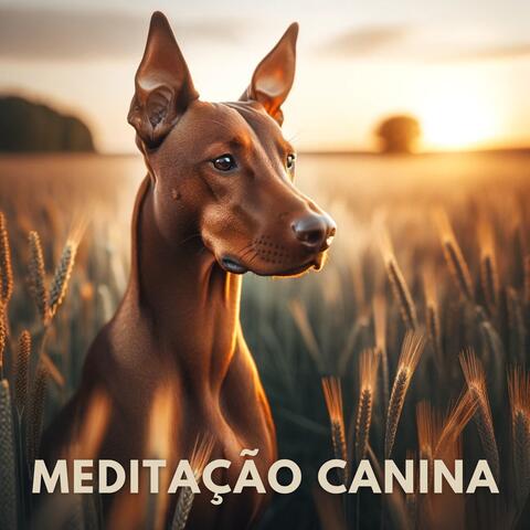 Academia de Música para Animais