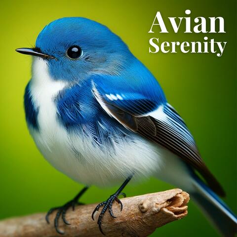 Avian Serenity: Meditation with Sounds of Singing Birds