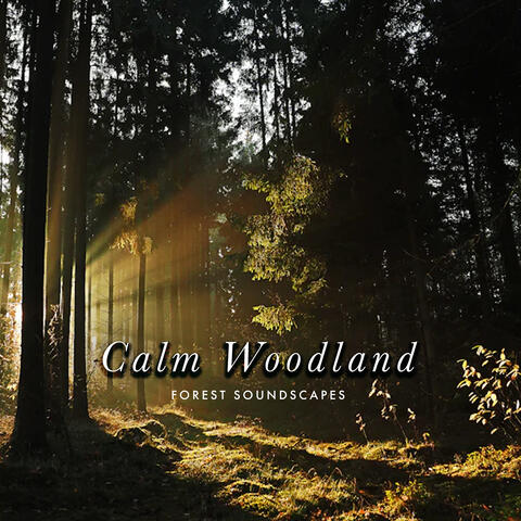 Calm Woodland