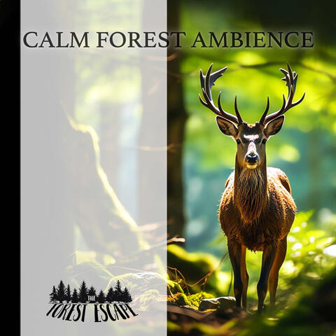 Calm Forest Ambience