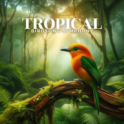 Tropical Forest - Use Your Imagination