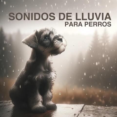 Sonidos de Lluvia para Perros: Terapia de Estrés para Mascotas, Música para Dormir para Perros