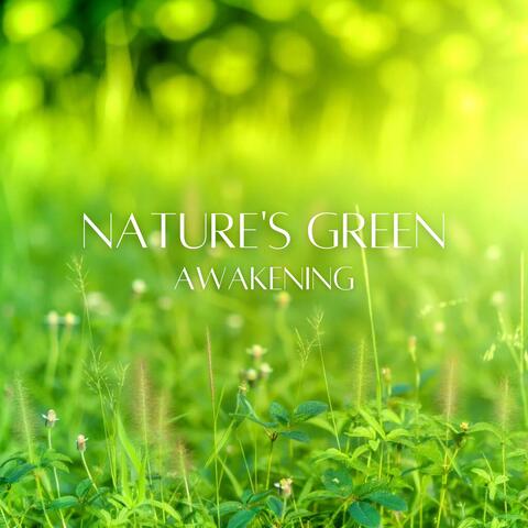 Nature's Green Awakening: Soothing Spring Atmosphere