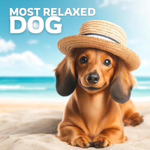 Most Relaxed Dog: Anti-Stress Music for Your Pet